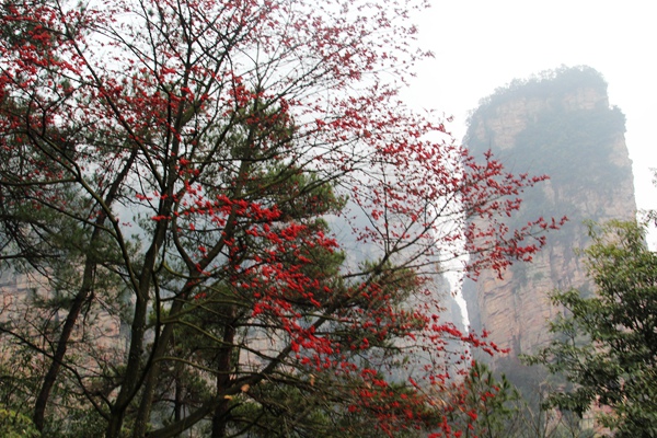 張家界國家地質(zhì)公園風(fēng)光：楊家界(1).jpg