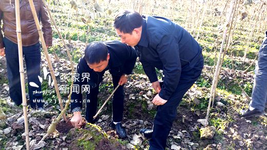 王志剛在菜葛種植科普示范基地_副本.jpg